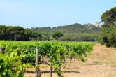 vignes porquerolles