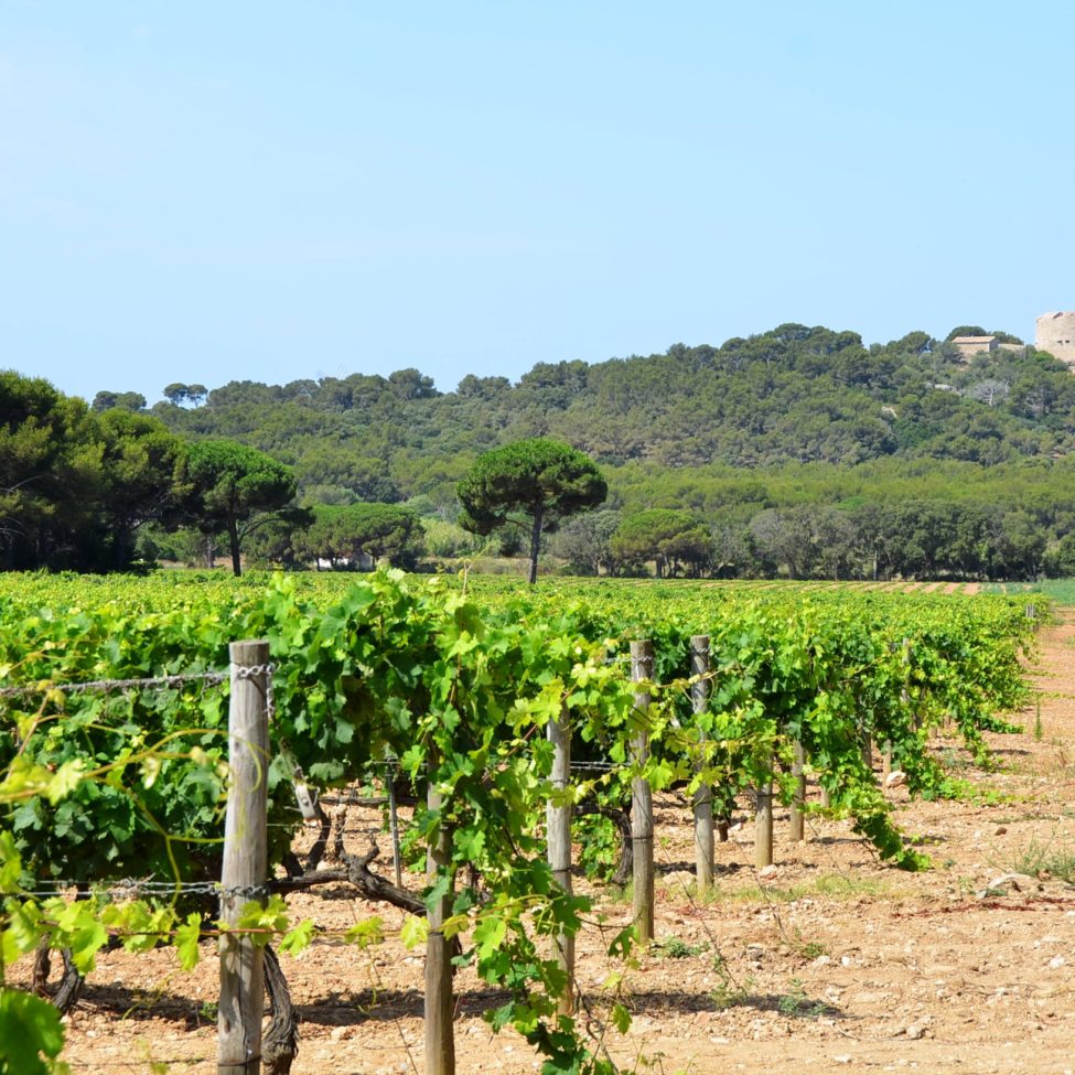 vignes porquerolles